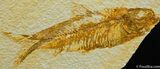 Classic Fossil Fish, Inch Knightia From WY #27-1